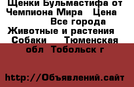 Щенки Бульмастифа от Чемпиона Мира › Цена ­ 1 000 - Все города Животные и растения » Собаки   . Тюменская обл.,Тобольск г.